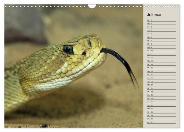 Produktbild: Gef&auml;hrliche Schlangen (Wandkalender 2026 DIN A3 quer), CALVENDO Monatskalender