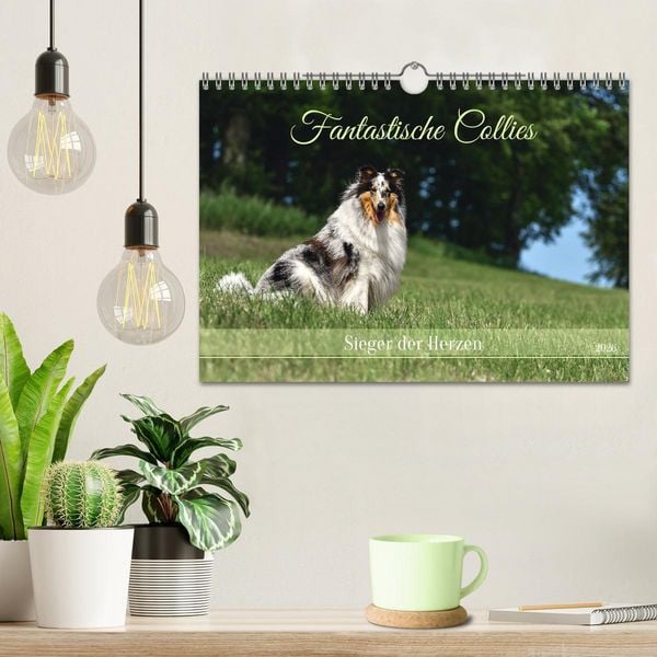 Produktbild: Fantastische Collies - Sieger der Herzen (Wandkalender 2026 DIN A4 quer), CALVENDO Monatskalender
