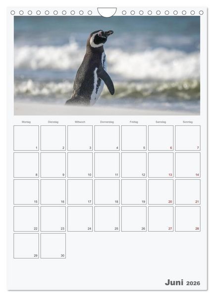Produktbild: Alltag bei den Pinguinen auf Falkland (Wandkalender 2026 DIN A4 hoch), CALVENDO Monatskalender
