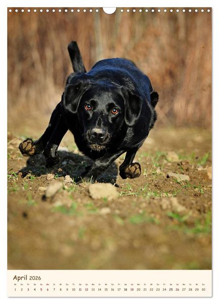 Produktbild: Labrador Retriever (Wandkalender 2026 DIN A3 hoch), CALVENDO Monatskalender