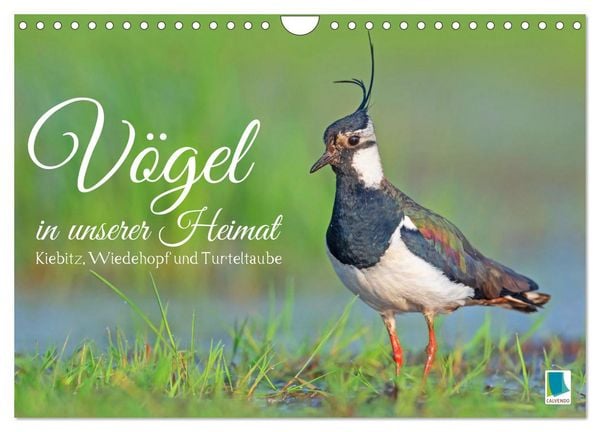 Produktbild: V&ouml;gel in unserer Heimat: Kiebitz, Wiedehopf und Turteltaube (Wandkalender 2026 DIN A4 quer), CALVENDO Monatskalender