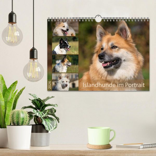 Produktbild: Islandhunde im Portrait (Wandkalender 2026 DIN A4 quer), CALVENDO Monatskalender