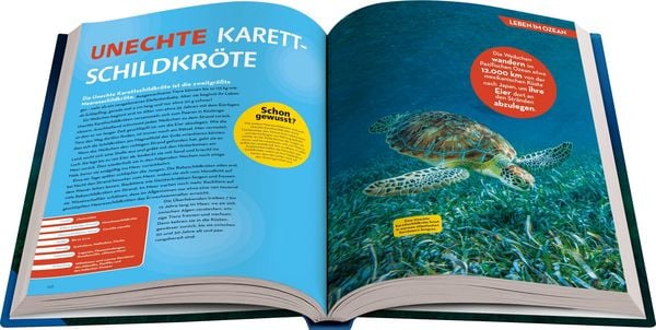 Produktbild: National Geographic Kids - Lexikon der Meere