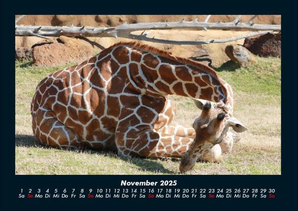 Produktbild: Giraffen 2025 Fotokalender DIN A4