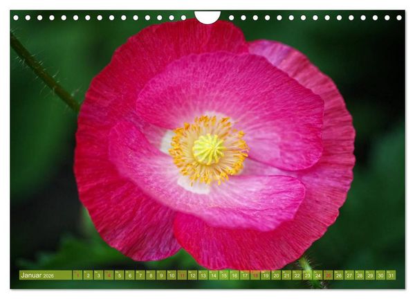 Produktbild: Mohn Tage (Wandkalender 2026 DIN A4 quer), CALVENDO Monatskalender