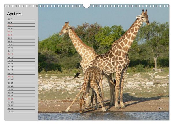 Produktbild: Giraffen. Dem Himmel so nah (Wandkalender 2026 DIN A3 quer), CALVENDO Monatskalender