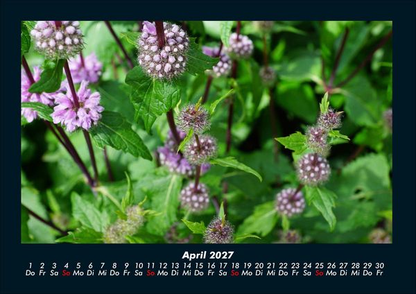 Produktbild: Blumenkalender 2027 Fotokalender DIN A4