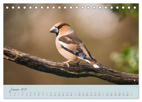 Produktbild: Sch&ouml;nheiten des Waldes (Tischkalender 2027 DIN A5 quer), CALVENDO Monatskalender