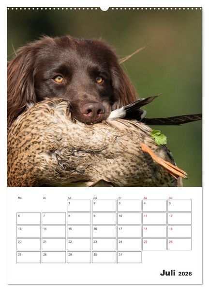 Produktbild: Geboren um zu Jagen. Der kleine M&uuml;nsterl&auml;nder (hochwertiger Premium Wandkalender 2026 DIN A2 hoch), Kunstdruck in Hochglanz