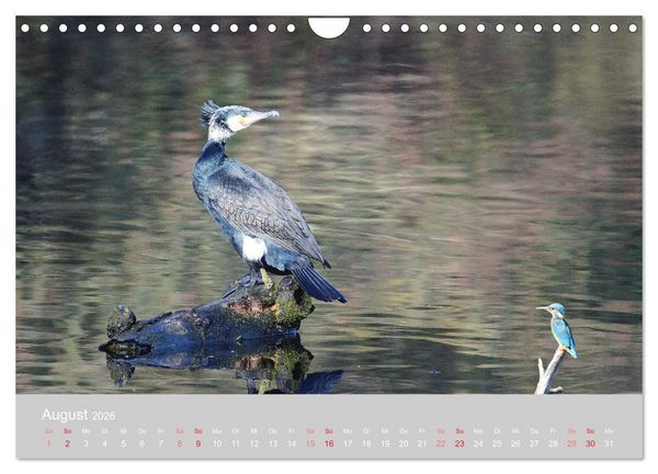 Produktbild: Der Eisvogel, ein Juwel der Natur (Wandkalender 2026 DIN A4 quer), CALVENDO Monatskalender