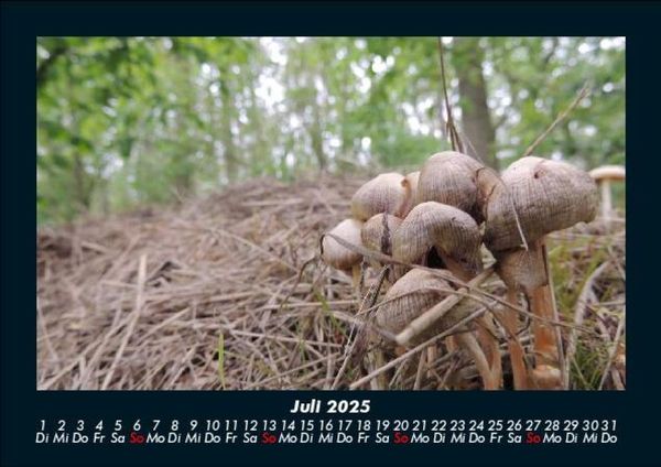 Produktbild: Waldzauber 2025 Fotokalender DIN A5