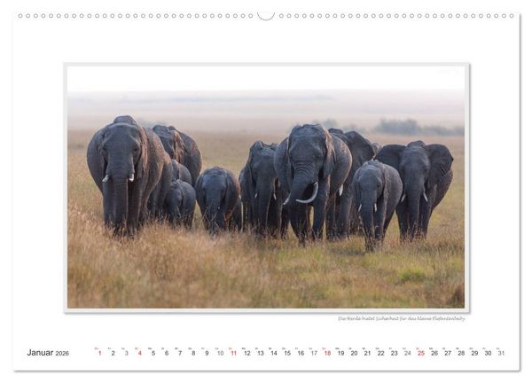 Produktbild: Emotionale Momente: Aus dem Leben der Elefanten. / CH-Version (hochwertiger Premium Wandkalender 2026 DIN A2 quer), Kunstdruck in Hochglanz