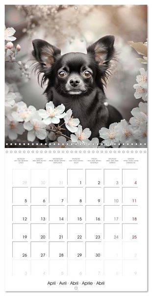 Produktbild: Chihuahuas - Companions for the Whole Year (Wall Calendar 2027 12 &times; 12 Inch) CALVENDO 12 Month Wall Calendar