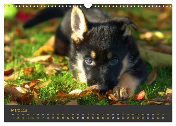 Produktbild: Deutscher Sch&auml;ferhund-Welpe - aus der Ostdeutschen Arbeitslinie (Wandkalender 2026 DIN A3 quer), CALVENDO Monatskalender