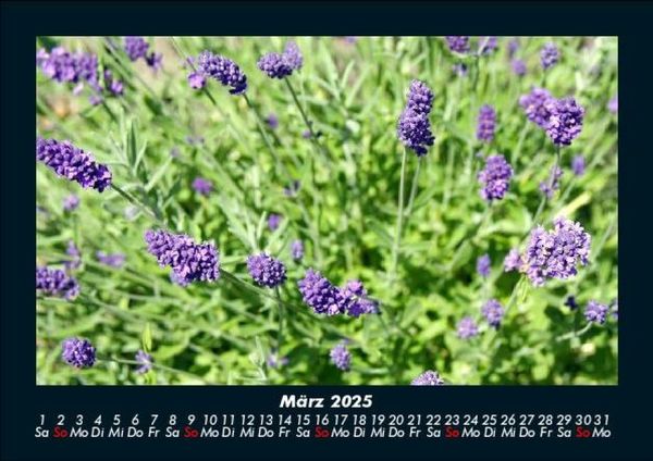 Produktbild: Blumentr&auml;ume 2025 Fotokalender DIN A5
