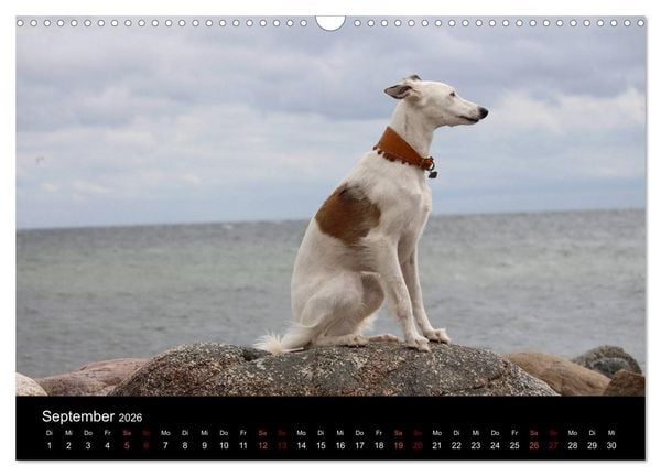 Produktbild: Der Silken Windsprite - ein Seelenhund (Wandkalender 2026 DIN A3 quer), CALVENDO Monatskalender