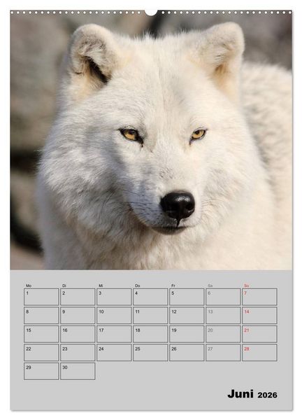 Produktbild: Wolf-Gesichter (Wandkalender 2026 DIN A2 hoch), CALVENDO Monatskalender