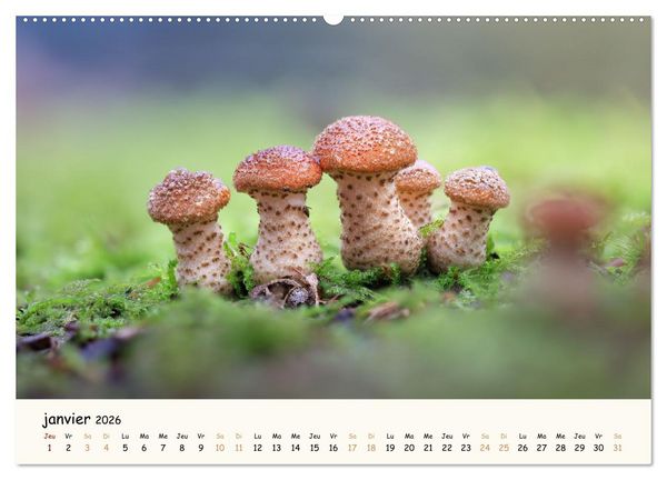 Produktbild: Champignons magiques (Calendrier mural 2026 DIN A2 vertical), CALVENDO calendrier mensuel