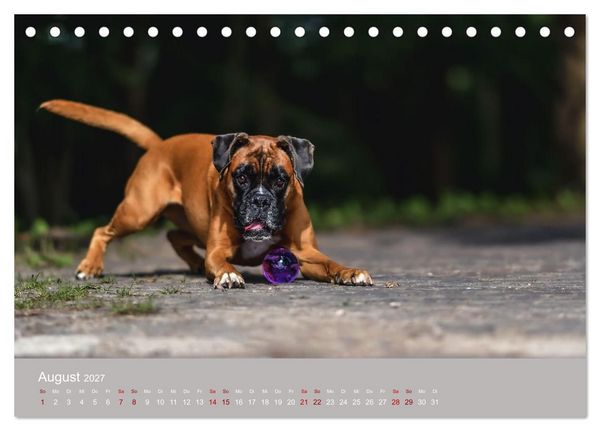 Produktbild: Fantastische Boxer - Sieger der Herzen (Tischkalender 2027 DIN A5 quer), CALVENDO Monatskalender
