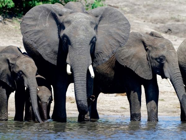 Produktbild: CALVENDO Puzzle Ein Motiv aus dem Kalender R&uuml;sseltiere - Afrikanische Elefanten | 1000 Teile Lege-Gr&ouml;&szlig;e 64x48cm Foto-Puzzle f&uuml;r gl&uuml;ckliche Stunden