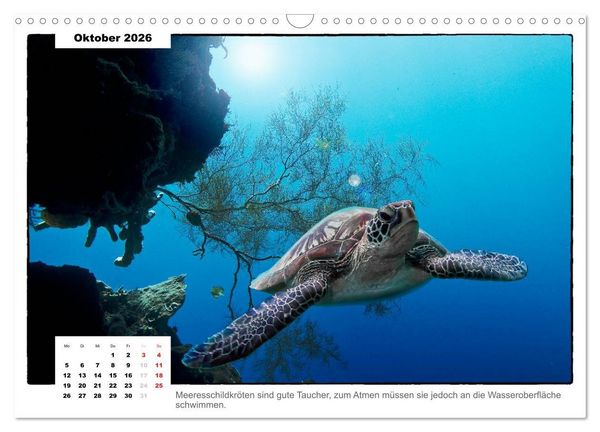 Produktbild: Meeresschildkr&ouml;ten, die Nomaden der Meere (Wandkalender 2026 DIN A3 quer), CALVENDO Monatskalender
