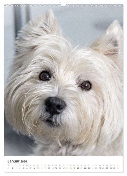 Produktbild: Der Westie - Portrait eines West Highland White Terriers (Wandkalender 2026 DIN A2 hoch), CALVENDO Monatskalender