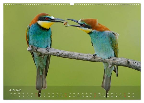Produktbild: Europ&auml;ische Bienenfresser (Wandkalender 2026 DIN A2 quer), CALVENDO Monatskalender