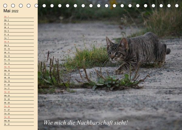 Produktbild: Unsere Katzen. Wie sie wirklich sind! (Tischkalender 2022 DIN A5 quer)