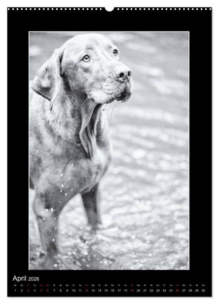 Produktbild: Vizsla-Liebe (Wandkalender 2026 DIN A2 hoch), CALVENDO Monatskalender