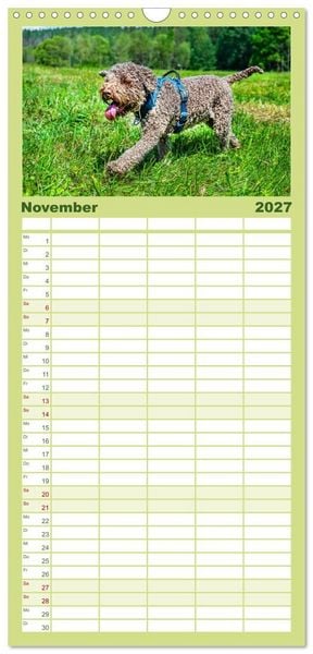Produktbild: Familienplaner 2027 - Lagotto Romagnolo - die Tr&uuml;ffelsucher Italiens mit 5 Spalten (Wandkalender, 21 x 45 cm) CALVENDO