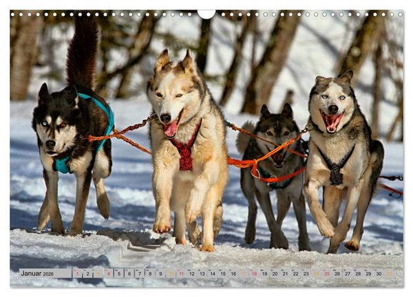 Produktbild: Huskies - Schlittenhunde (Wandkalender 2026 DIN A3 quer), CALVENDO Monatskalender