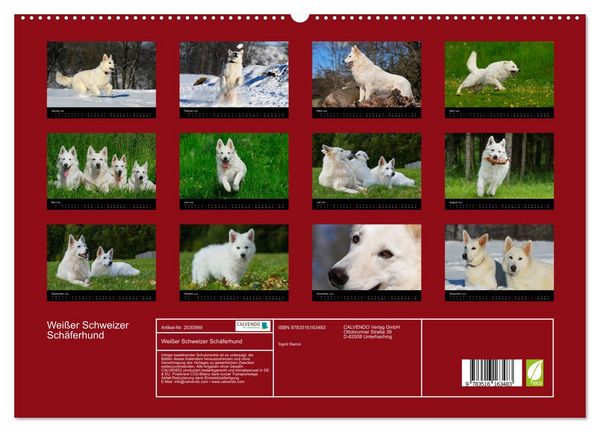 Produktbild: Wei&szlig;er Schweizer Sch&auml;ferhund (hochwertiger Premium Wandkalender 2026 DIN A2 quer), Kunstdruck in Hochglanz
