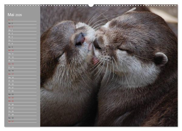 Produktbild: Otter. Frech, laut und clever (hochwertiger Premium Wandkalender 2026 DIN A2 quer), Kunstdruck in Hochglanz