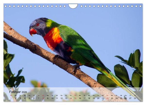 Produktbild: Regenbogen Papageien (Wandkalender 2026 DIN A4 quer), CALVENDO Monatskalender