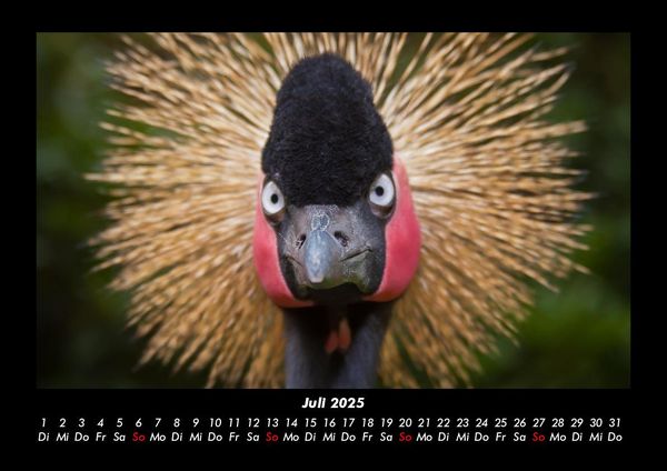 Produktbild: Welt der V&ouml;gel 2025 Fotokalender DIN A3