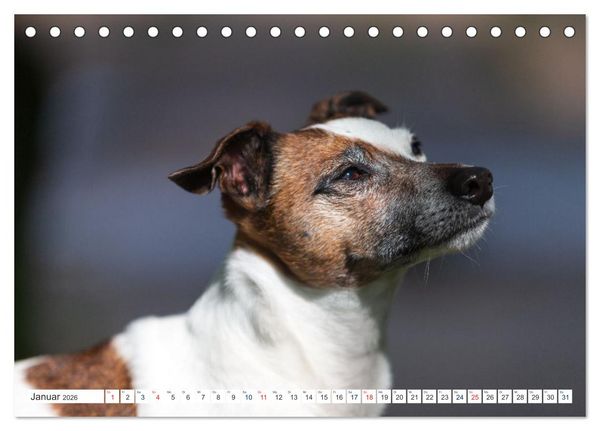 Produktbild: Jack Russell - Klein, aber oho! (Tischkalender 2026 DIN A5 quer), CALVENDO Monatskalender