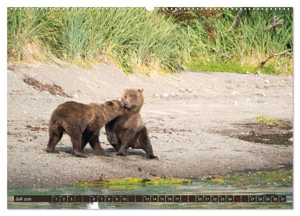 Produktbild: Grizzlyb&auml;ren im Katmai Nationalpark Alaska (Wandkalender 2026 DIN A2 quer), CALVENDO Monatskalender