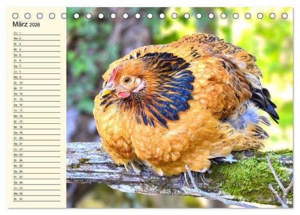Produktbild: H&uuml;hner. Intelligent, sch&ouml;n und faszinierend (Tischkalender 2026 DIN A5 quer), CALVENDO Monatskalender