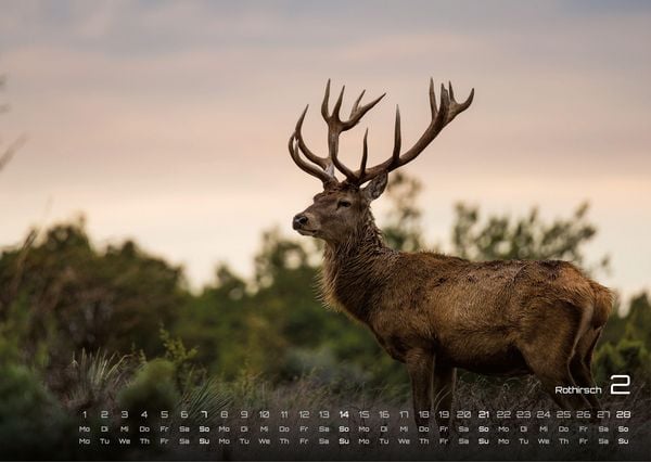 Produktbild: Waldtiere - Heimische Waldbewohner - Der Tierkalender - 2027 - Kalender DIN A3
