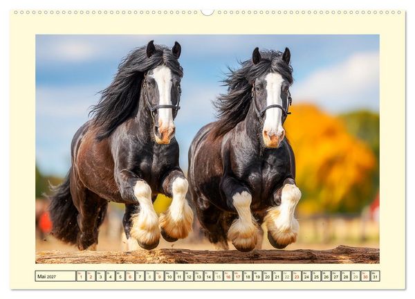 Produktbild: Shire Horse Momente. Masse und Kraft in Bewegung (Wandkalender 2027 DIN A2 quer), CALVENDO Monatskalender