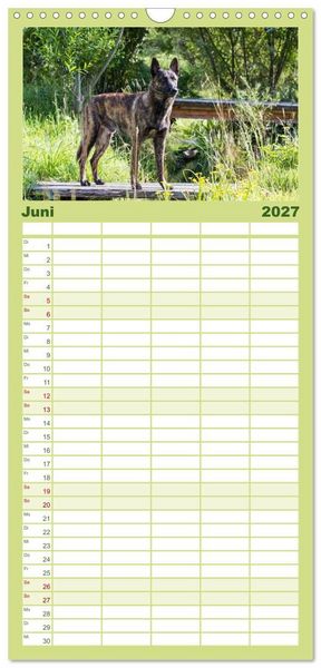 Produktbild: Familienplaner 2027 - ausdrucksvolle Holl&auml;ndische Sch&auml;ferhunde mit 5 Spalten (Wandkalender, 21 x 45 cm) CALVENDO