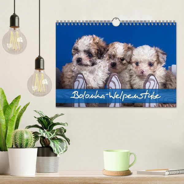 Produktbild: Bolonka Welpenstube (Wandkalender 2026 DIN A4 quer), CALVENDO Monatskalender
