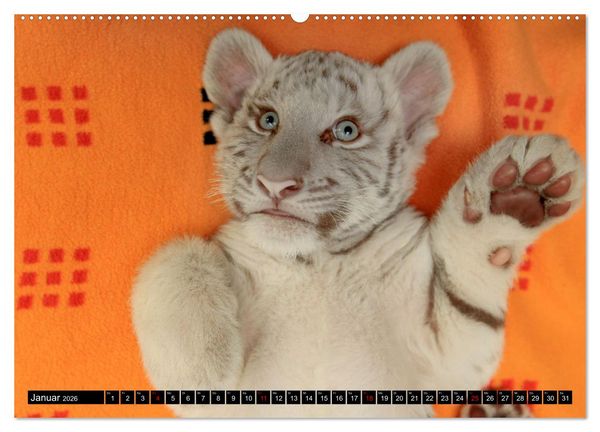 Produktbild: GROSSKATZEN GANZ KLEIN (Wandkalender 2026 DIN A2 quer), CALVENDO Monatskalender