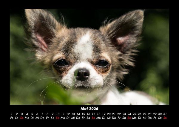 Produktbild: Hunde 2026 Fotokalender DIN A3