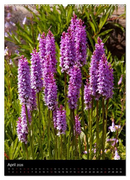 Produktbild: Faszination Orchideen (hochwertiger Premium Wandkalender 2026 DIN A2 hoch), Kunstdruck in Hochglanz