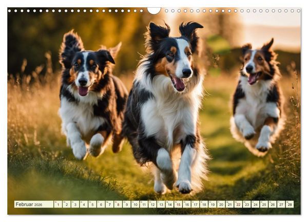 Produktbild: Traumhund Collie (Wandkalender 2026 DIN A3 quer), CALVENDO Monatskalender