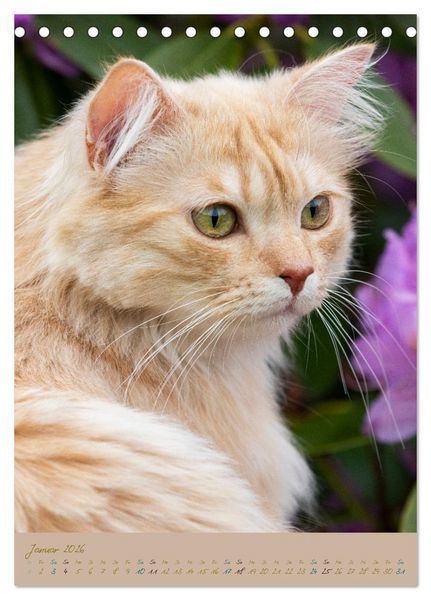Produktbild: Pl&uuml;schige Katzen im Garten (Tischkalender 2026 DIN A5 hoch), CALVENDO Monatskalender