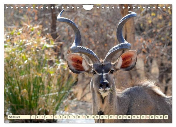 Produktbild: Wildes Leben in Botswana (Wandkalender 2026 DIN A4 quer), CALVENDO Monatskalender