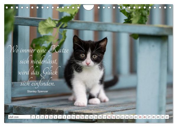 Produktbild: Kitten auf Entdeckungsreise (Wandkalender 2026 DIN A4 quer), CALVENDO Monatskalender