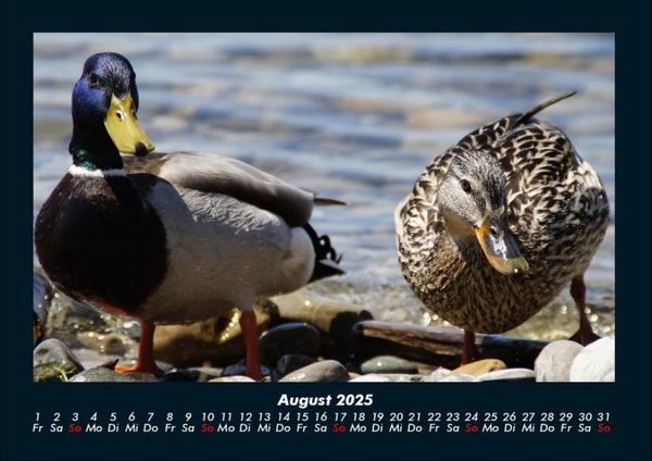 Produktbild: Enten 2025 Fotokalender DIN A4